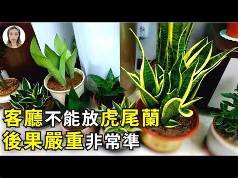 虎尾蘭風水客廳|【擺放虎尾蘭風水】虎尾蘭擺放風水招財避厄，居家必備植物